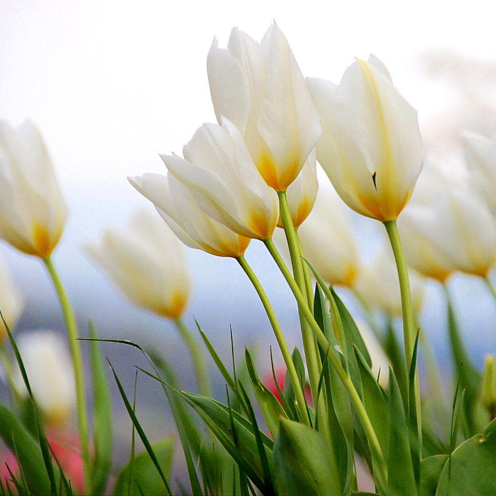 8 Strategies for a Healthy Spring