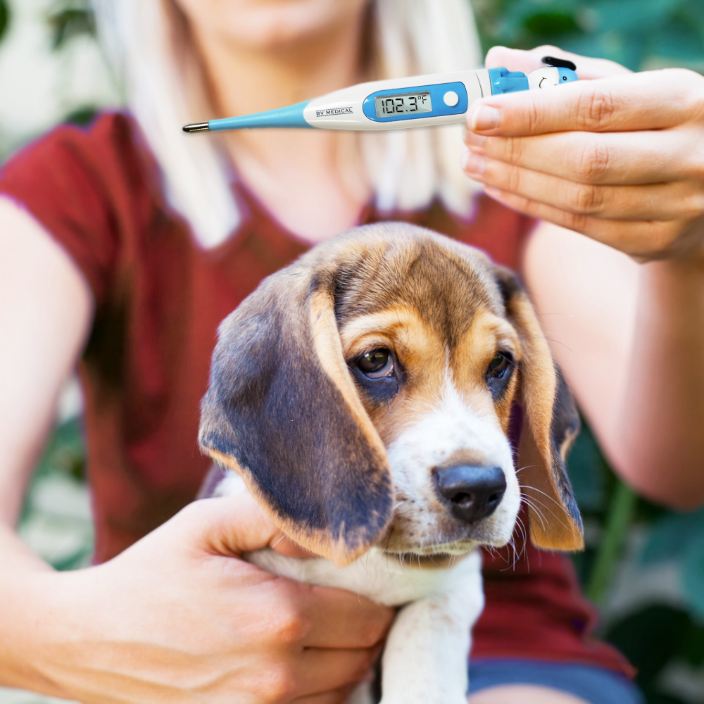 BV Medical AnimaTemps Dog Digital Thermometer