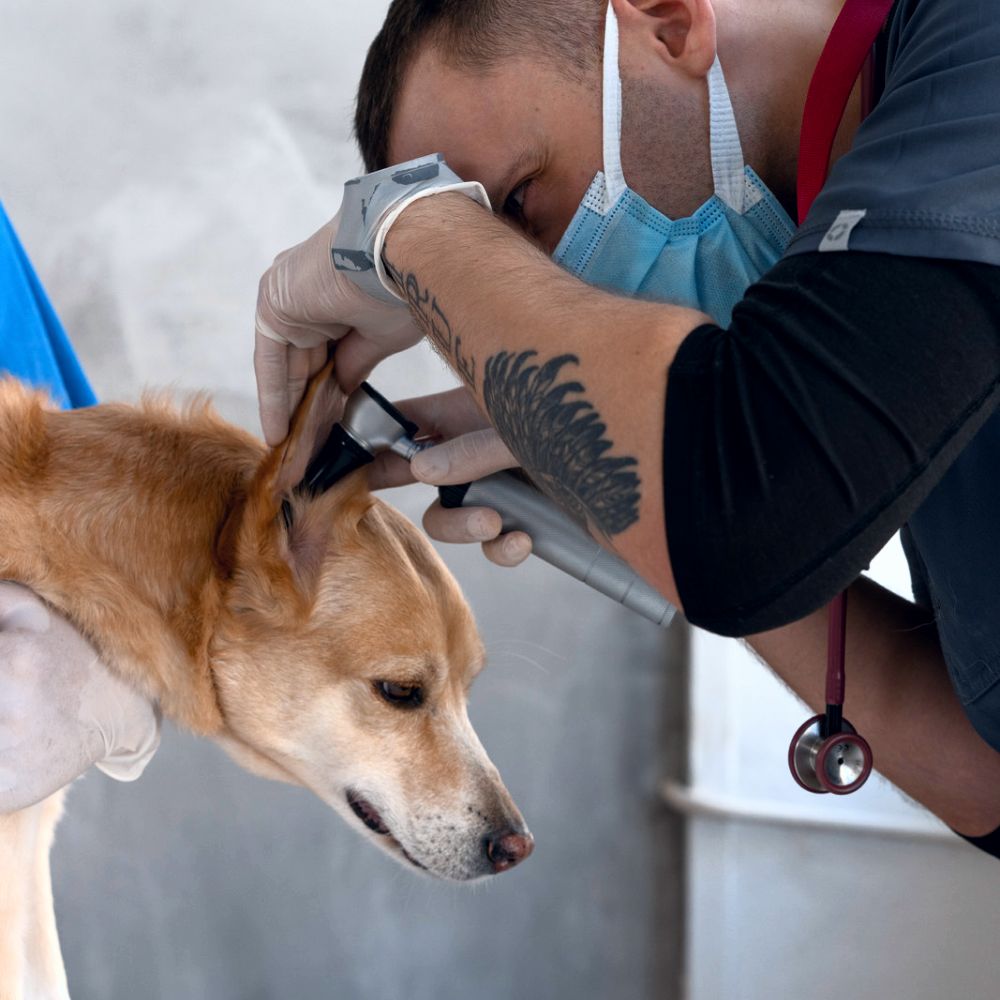 What Size Ear Specula Should I Be Using? BV Medical